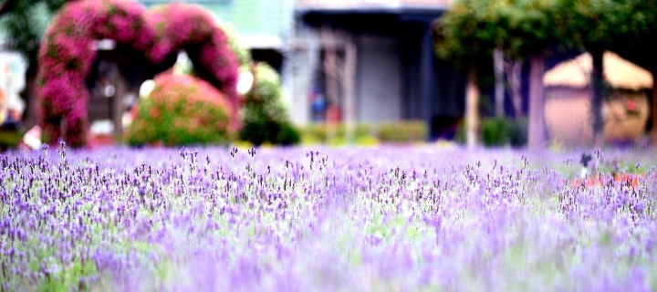 Purple Macro Flowers screenshot #1 720x320