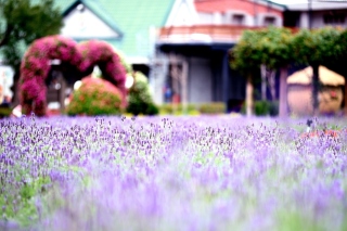 Purple Macro Flowers Background for Android, iPhone and iPad