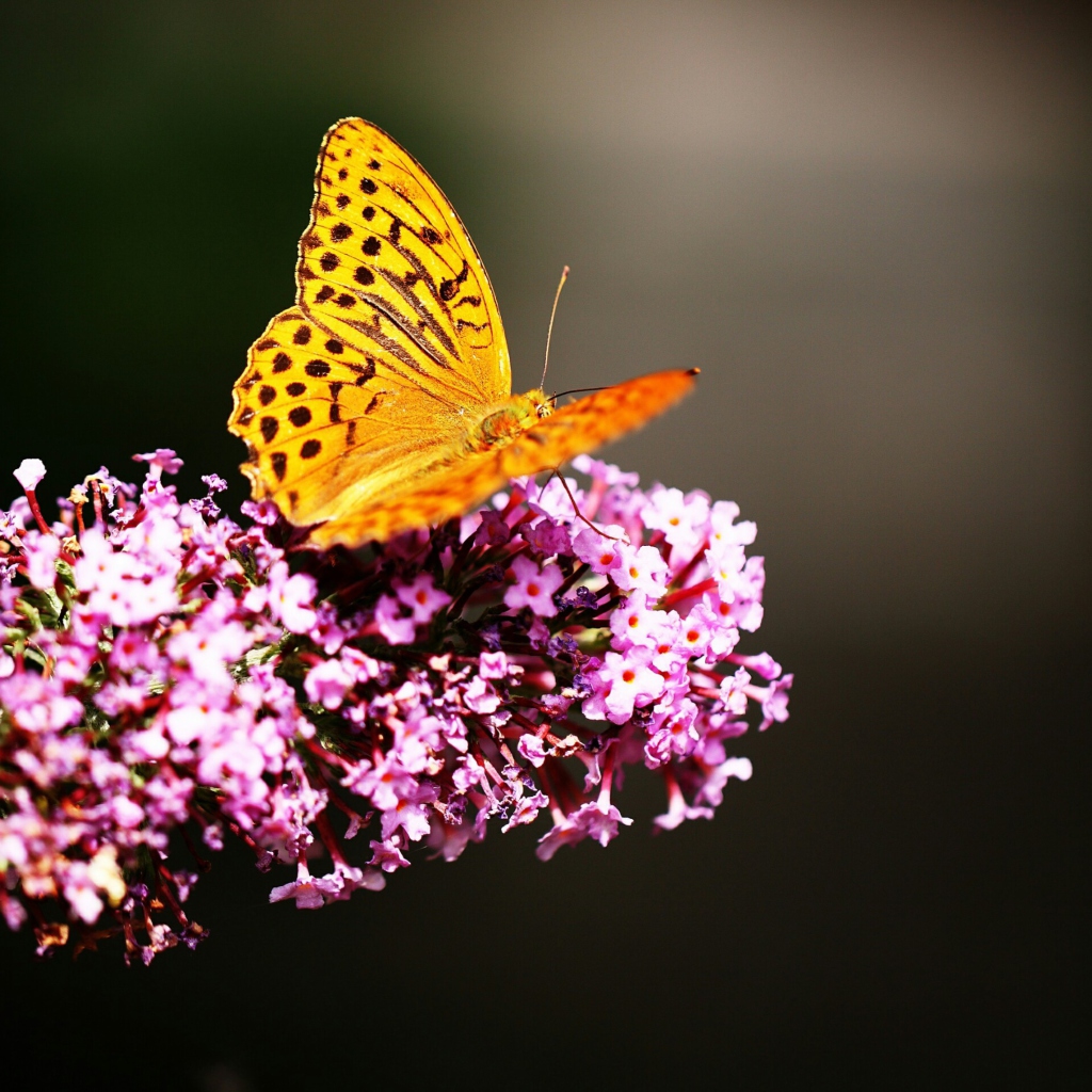 Screenshot №1 pro téma Butterfly On Lilac 1024x1024