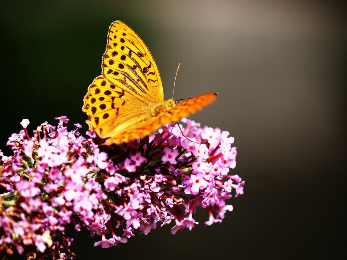 Screenshot №1 pro téma Butterfly On Lilac 1152x864