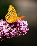 Butterfly On Lilac screenshot #1 128x160