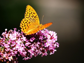 Butterfly On Lilac wallpaper 320x240