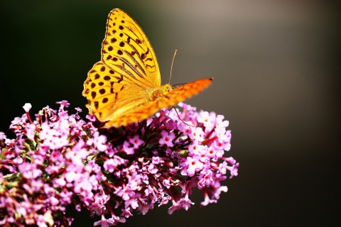 Screenshot №1 pro téma Butterfly On Lilac 480x320