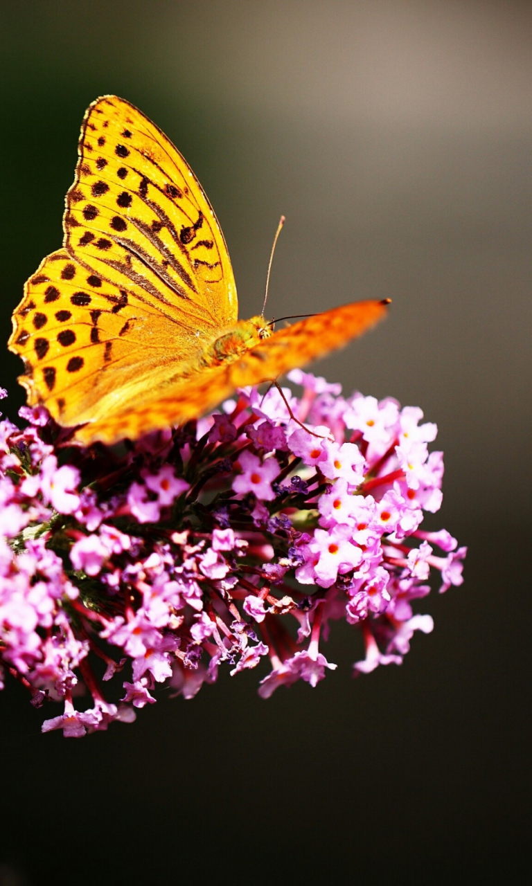 Обои Butterfly On Lilac 768x1280