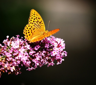 Butterfly On Lilac - Obrázkek zdarma pro iPad mini 2