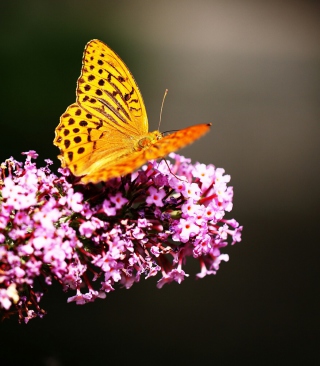 Butterfly On Lilac - Obrázkek zdarma pro Nokia X7