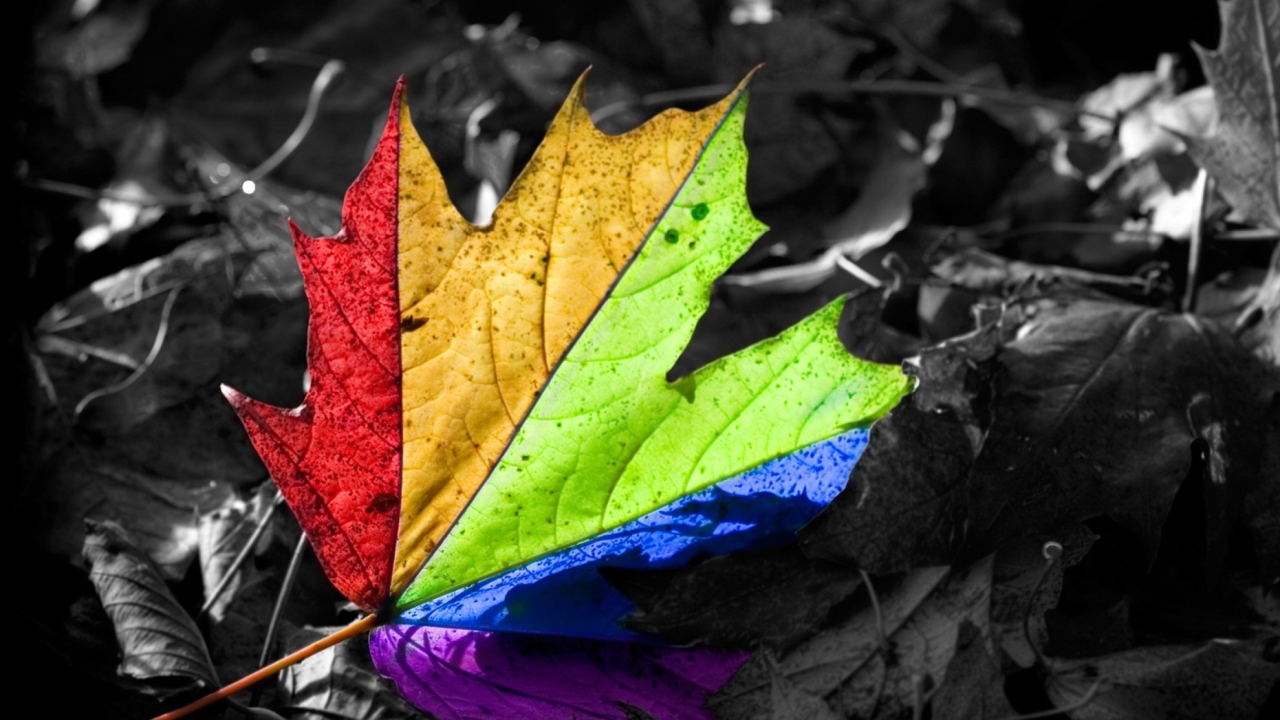 Das Colored Leaf Wallpaper 1280x720