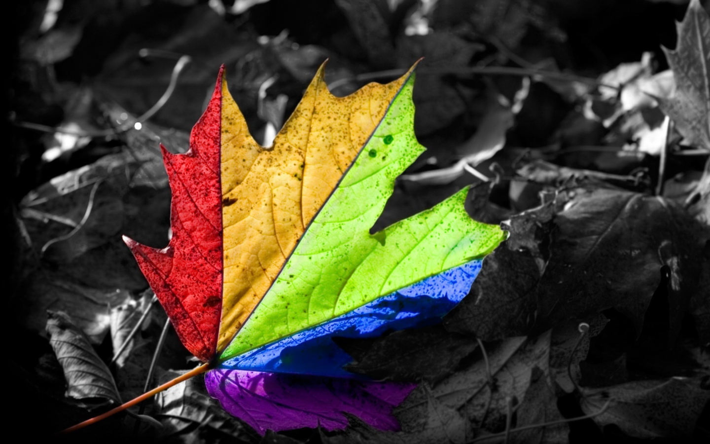 Screenshot №1 pro téma Colored Leaf 1440x900