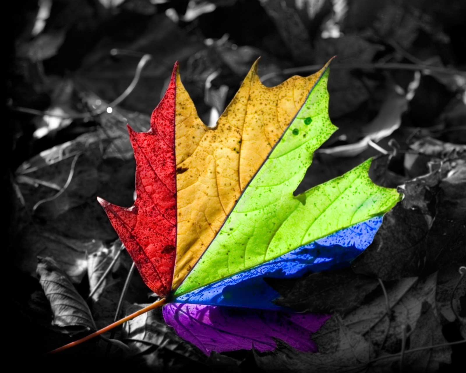 Colored Leaf screenshot #1 1600x1280