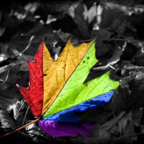 Screenshot №1 pro téma Colored Leaf 208x208