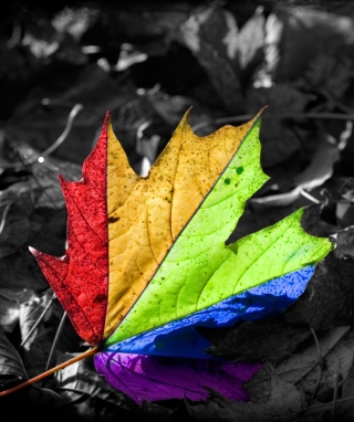 Colored Leaf - Obrázkek zdarma pro 128x160