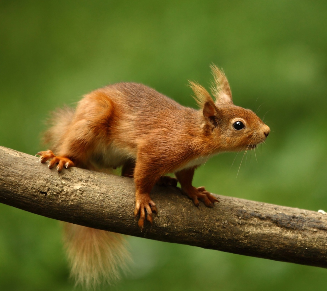 Cute Red Squirrel wallpaper 1080x960