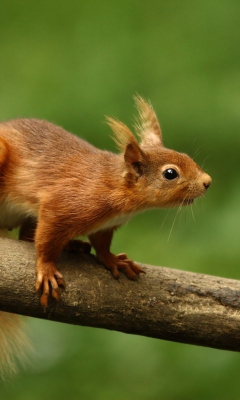 Fondo de pantalla Cute Red Squirrel 240x400