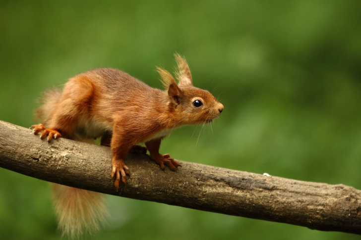 Fondo de pantalla Cute Red Squirrel