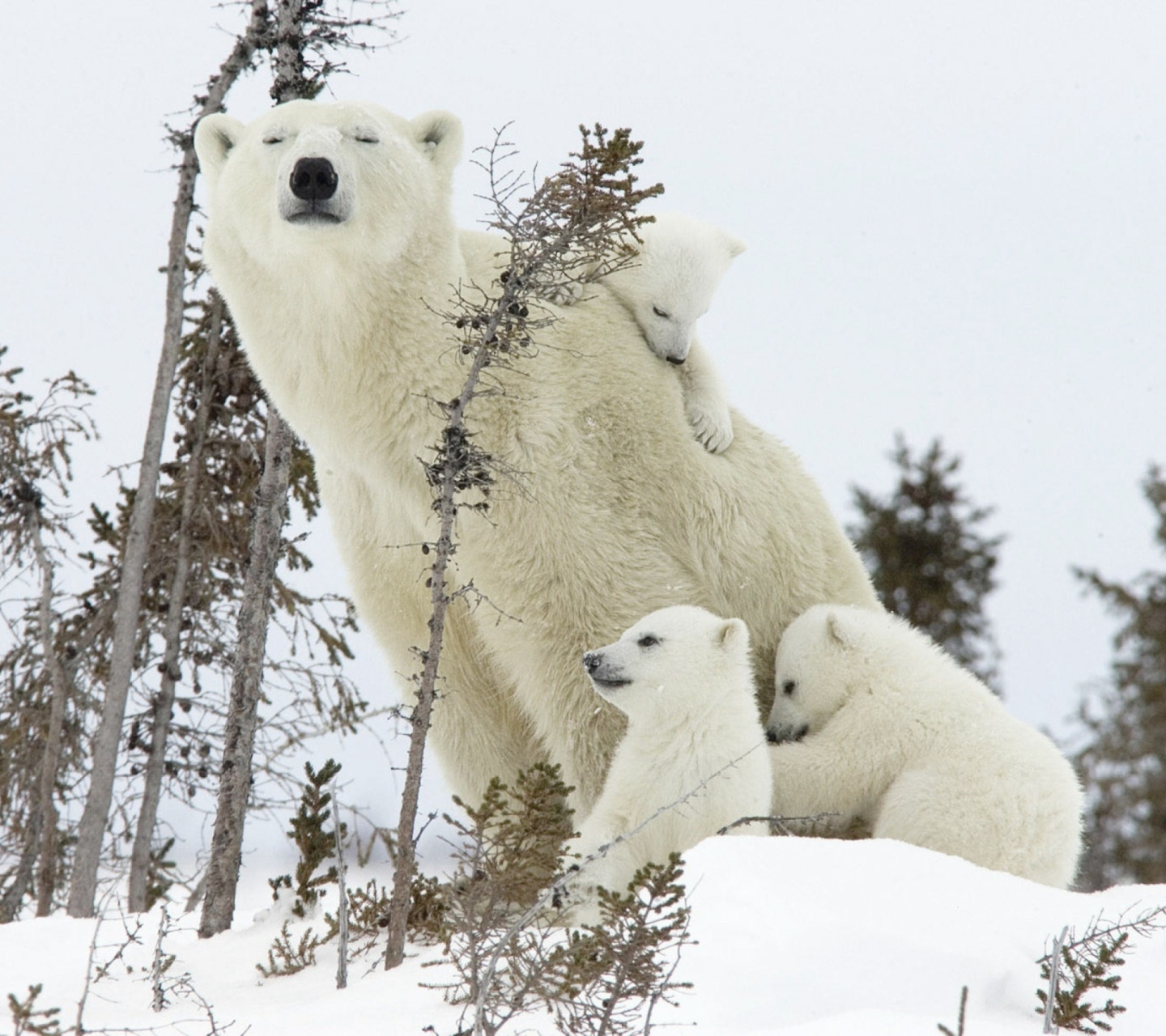 Bear Family wallpaper 1440x1280