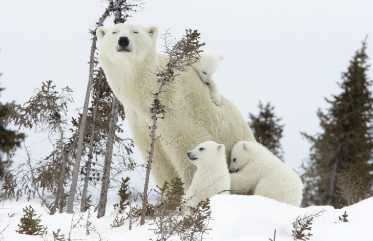 Bear Family wallpaper