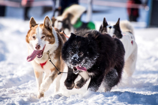 Husky, Dog Sled Picture for Android, iPhone and iPad