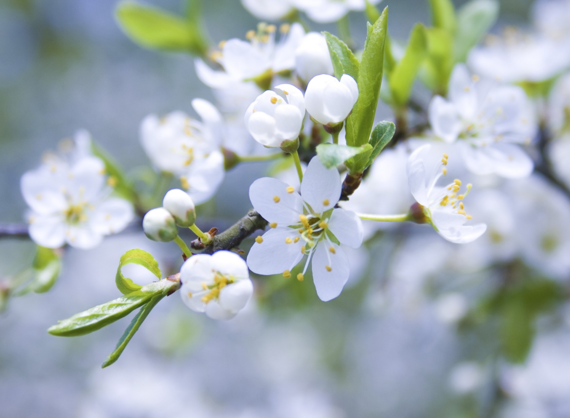 Обои Spring Blossoms 1920x1408