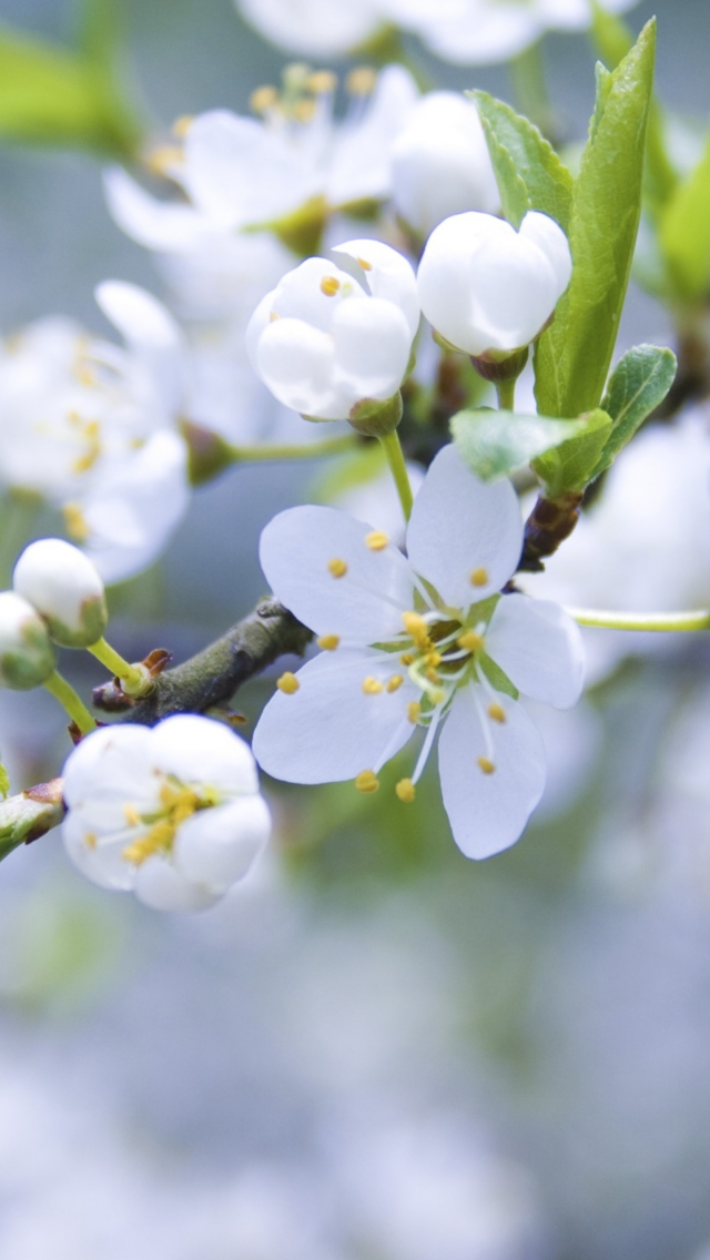 Fondo de pantalla Spring Blossoms 640x1136
