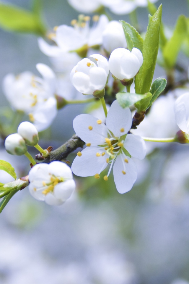 Spring Blossoms wallpaper 640x960