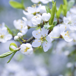 Spring Blossoms - Obrázkek zdarma pro 208x208