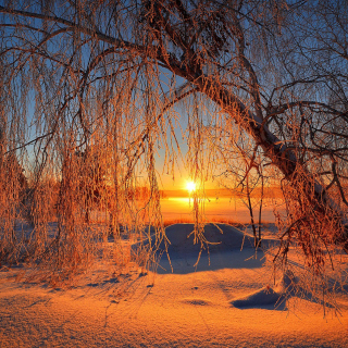 Winter Cold Landscape - Obrázkek zdarma pro 208x208