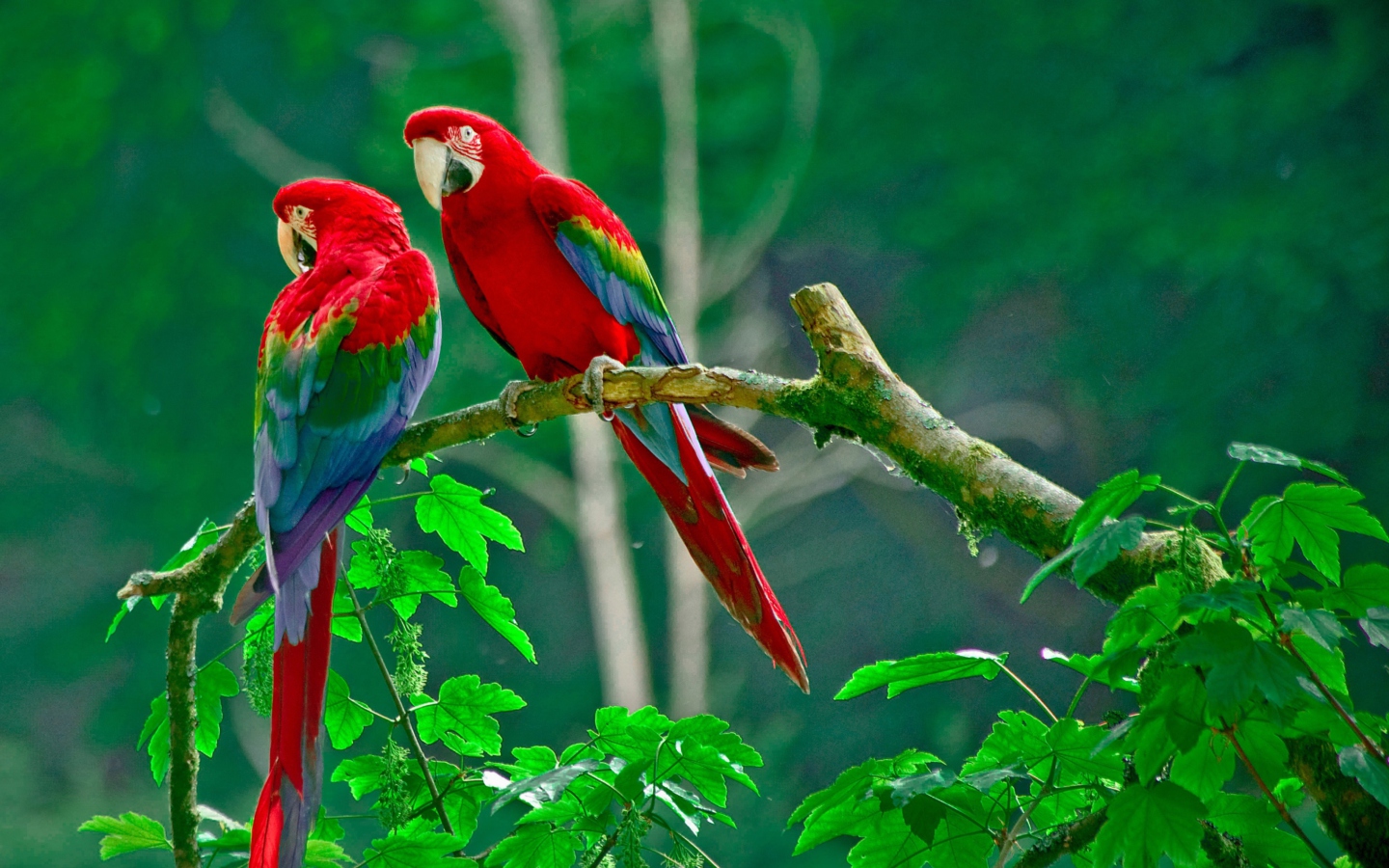 Screenshot №1 pro téma Parrots Paradise 1440x900