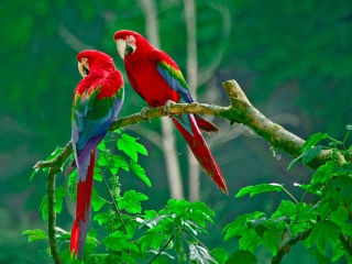 Screenshot №1 pro téma Parrots Paradise 320x240