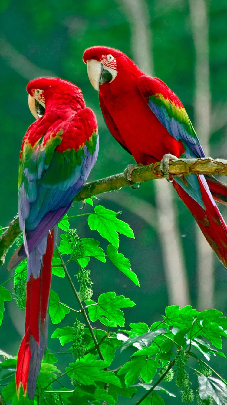Fondo de pantalla Parrots Paradise 750x1334