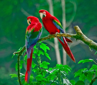 Parrots Paradise sfondi gratuiti per iPad 2