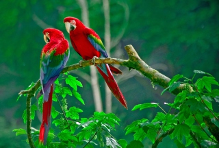 Parrots Paradise - Obrázkek zdarma pro Samsung Galaxy Q