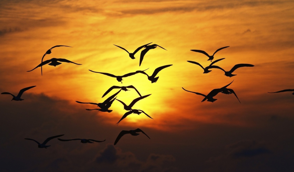 Das Sunset Birds Wallpaper 1024x600
