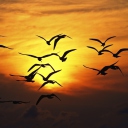 Das Sunset Birds Wallpaper 128x128