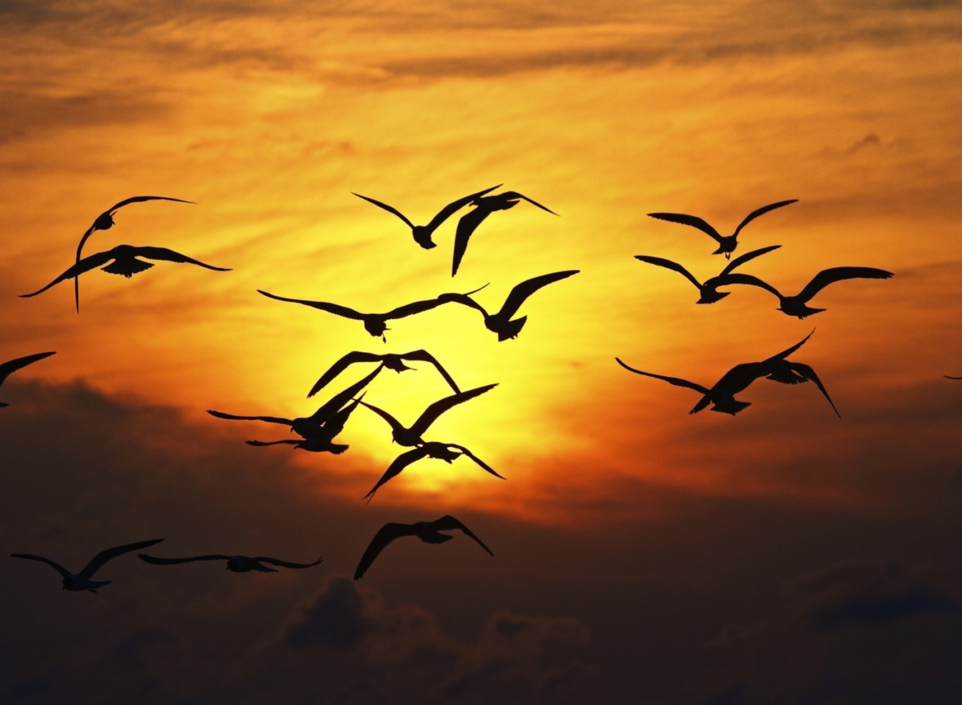Sunset Birds screenshot #1 1920x1408