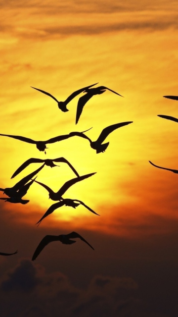 Das Sunset Birds Wallpaper 360x640