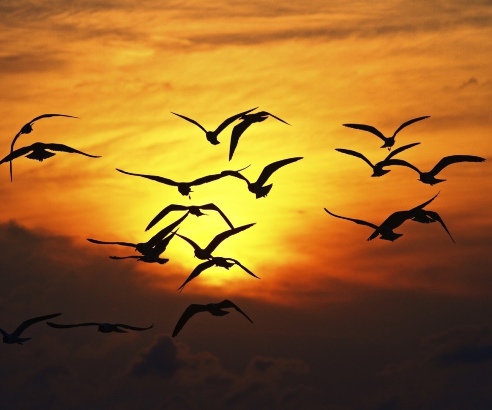 Sunset Birds wallpaper 960x800