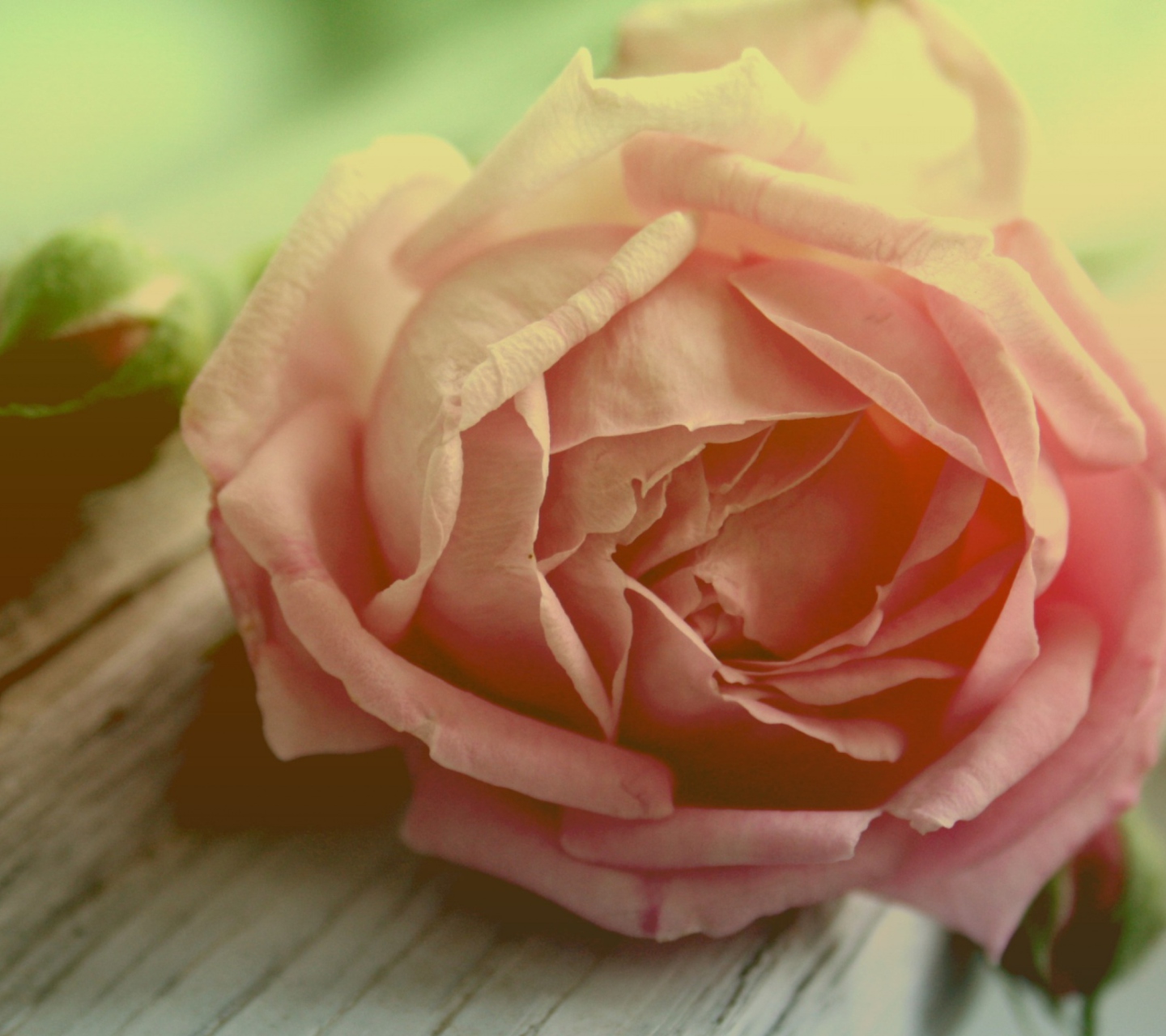 Das Peach Rose Wallpaper 1440x1280