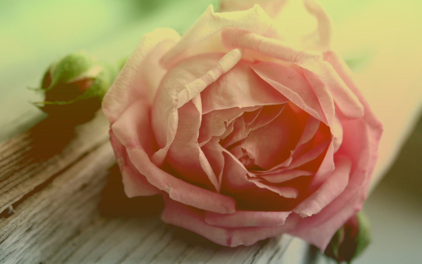 Peach Rose screenshot #1 1440x900