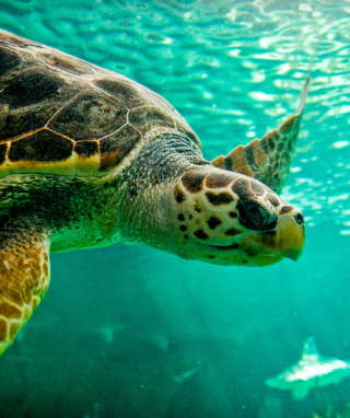 Swimming Turtle - Obrázkek zdarma pro iPhone 5S