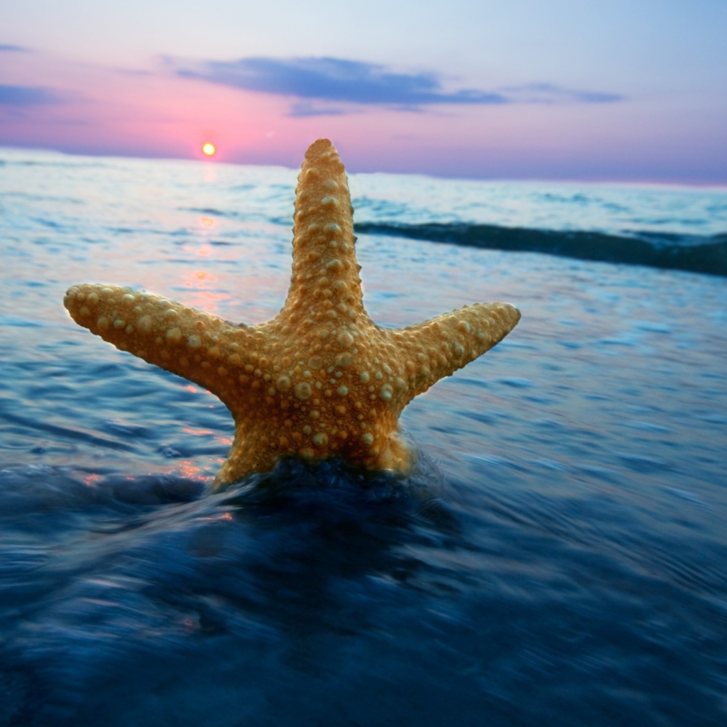 Screenshot №1 pro téma Happy Sea Star At Sunset 1024x1024