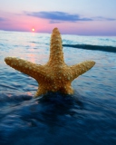 Das Happy Sea Star At Sunset Wallpaper 128x160