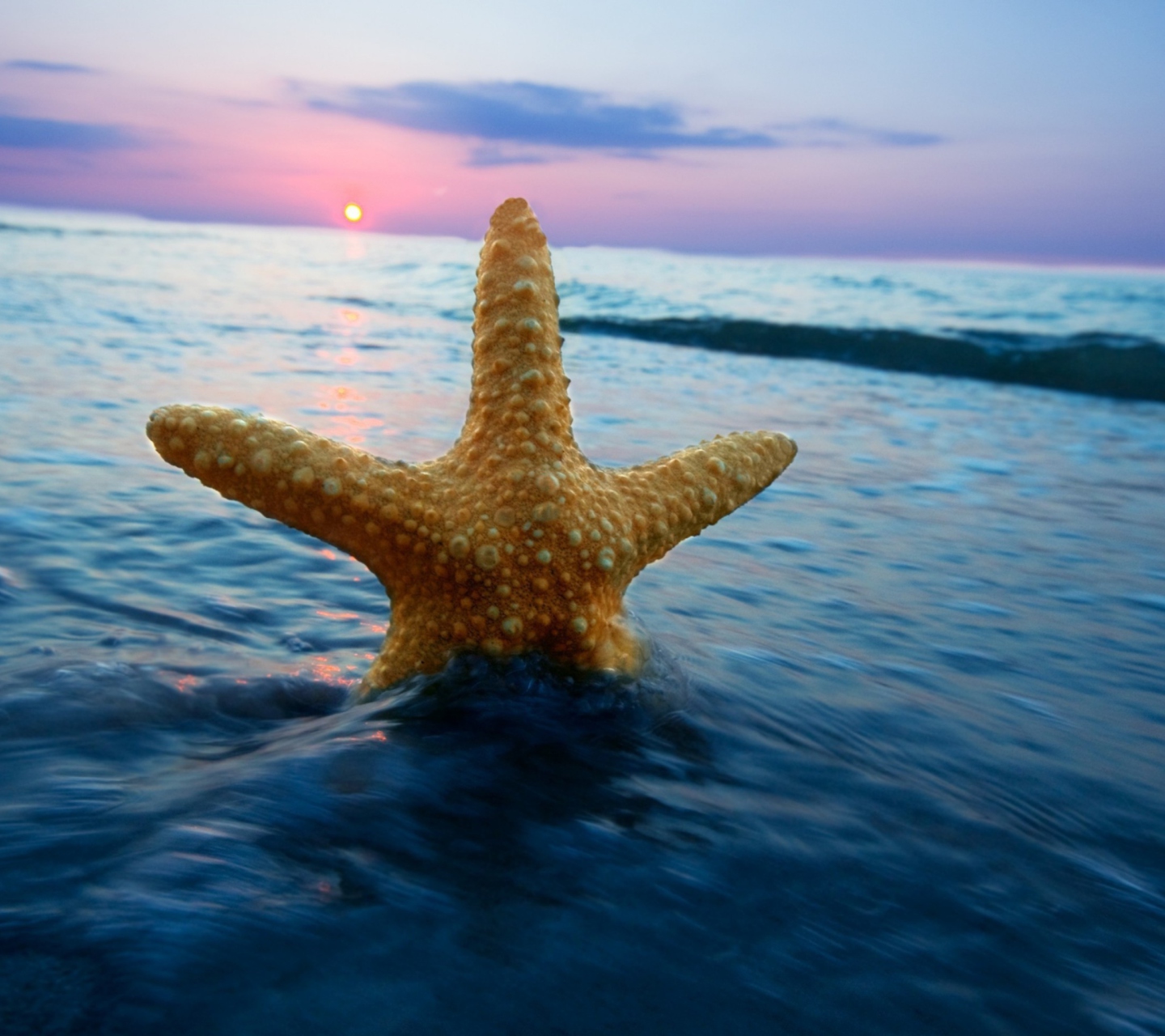 Обои Happy Sea Star At Sunset 1440x1280