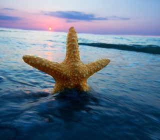 Happy Sea Star At Sunset - Obrázkek zdarma pro 1024x1024