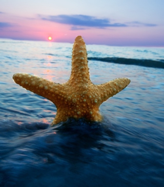 Happy Sea Star At Sunset - Obrázkek zdarma pro Nokia Asha 308
