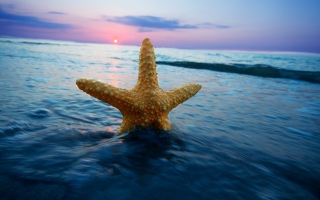 Happy Sea Star At Sunset Background for Android, iPhone and iPad