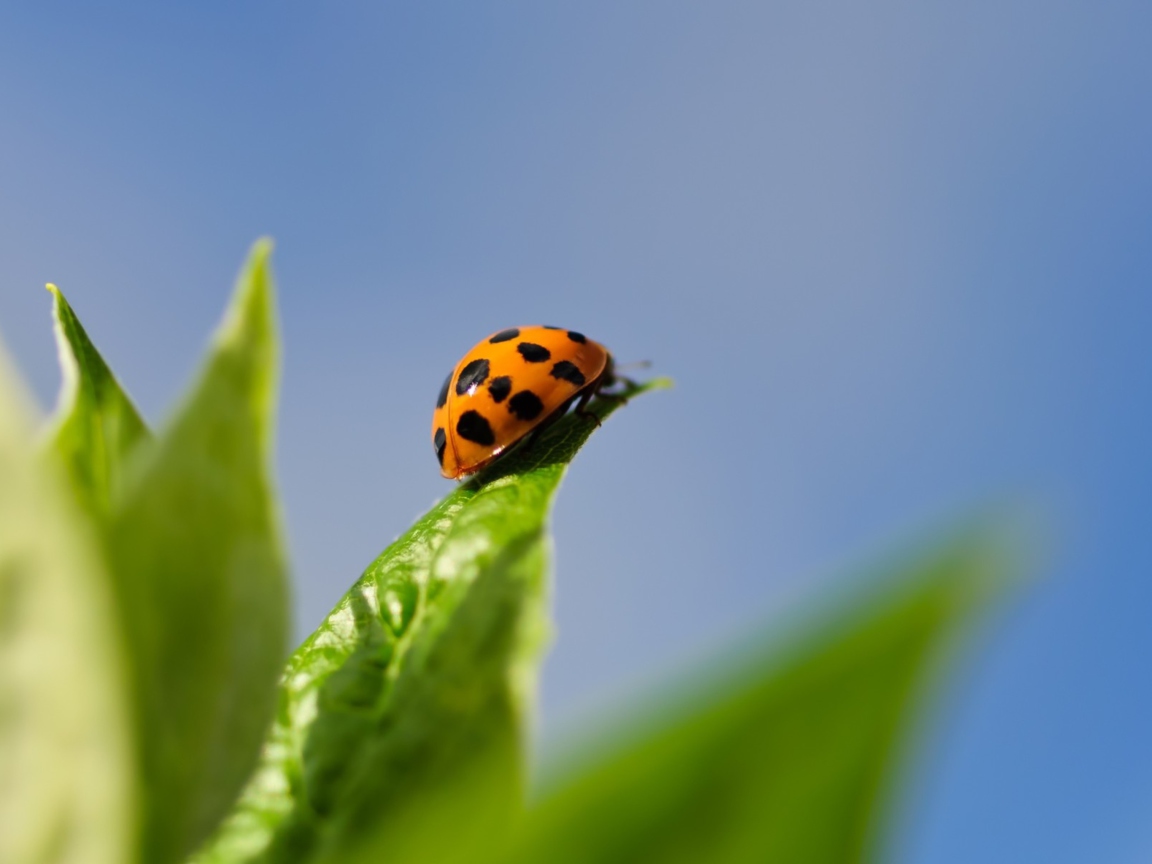 Screenshot №1 pro téma Ladybug On Leaf 1152x864