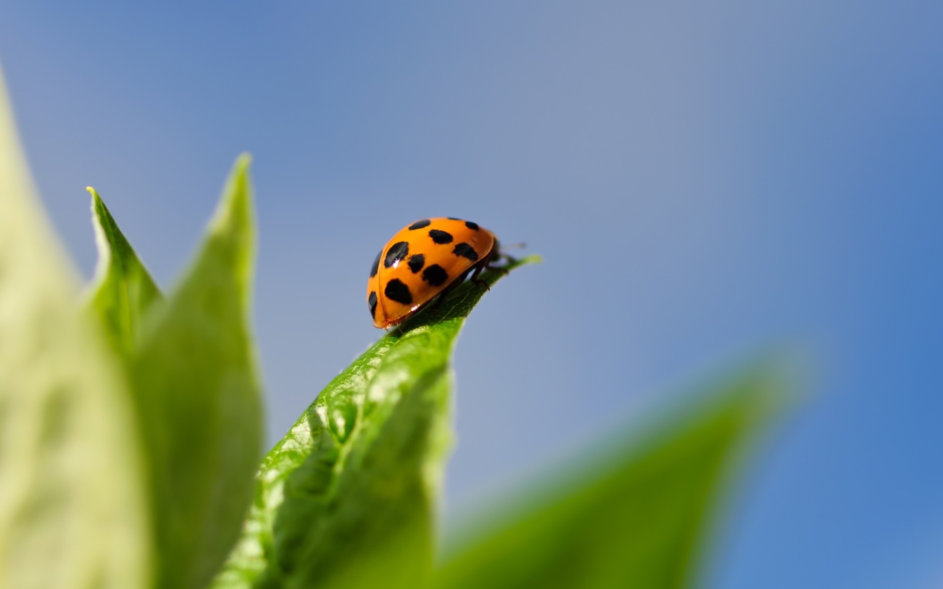 Sfondi Ladybug On Leaf 1920x1200