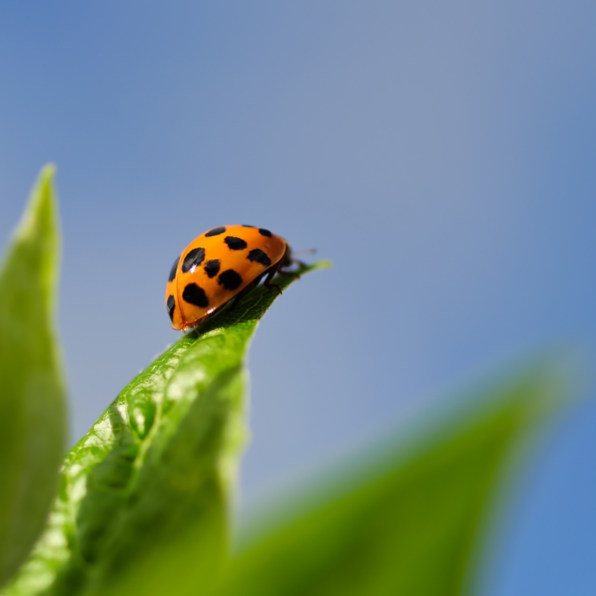 Обои Ladybug On Leaf 2048x2048