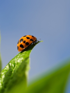 Screenshot №1 pro téma Ladybug On Leaf 240x320