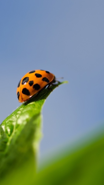 Sfondi Ladybug On Leaf 360x640